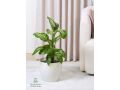 nbatat-alzyn-aldakhly-mn-motn-alnbatat-small-3