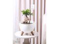 nbatat-alzyn-aldakhly-mn-motn-alnbatat-small-5