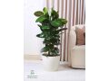 nbatat-alzyn-aldakhly-mn-motn-alnbatat-small-7