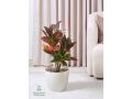 nbatat-alzyn-aldakhly-mn-motn-alnbatat-small-8