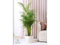 nbatat-alzyn-aldakhly-mn-motn-alnbatat-small-9