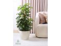 nbatat-alzyn-aldakhly-mn-motn-alnbatat-small-4