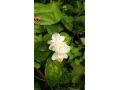 nbatat-alzyn-alkhargy-mn-motn-alnbatat-small-8