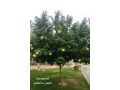 nbatat-alzyn-alkhargy-mn-motn-alnbatat-small-4