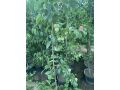 nbatat-alzyn-alkhargy-mn-motn-alnbatat-small-6