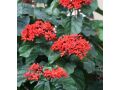 nbatat-alzyn-alkhargy-mn-motn-alnbatat-small-7