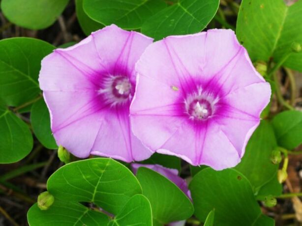 nbatat-alzyn-alkhargy-mn-motn-alnbatat-big-5