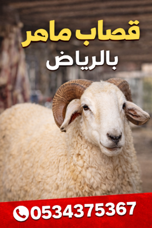 ksab-shmal-alryad-0534375367-big-0