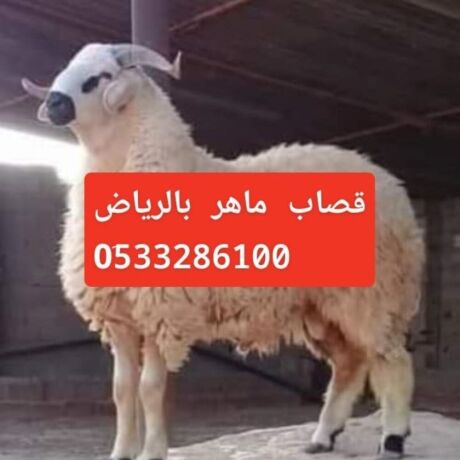 ksab-mahr-balryad-0507973276-big-1