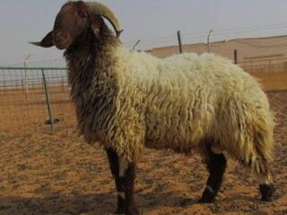 قصاب ماهر بالرياض 0555613414 رقم ذبح سلخ جزار