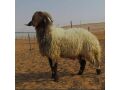 ksab-mahr-shrk-alryad-0555613414-rkm-thbh-slkh-gzar-small-0