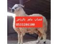 ksab-mahr-balryad-0533286100-gzaryn-balryad-small-0