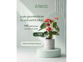 hdaya-nbatat-alaayd-mn-motn-alnbatat-small-3