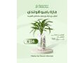hdaya-nbatat-alaayd-mn-motn-alnbatat-small-0